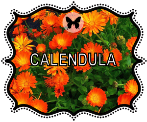 CALENDULA