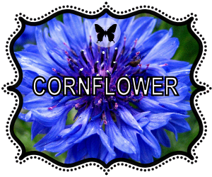 Cornflower